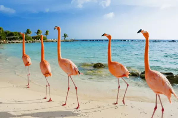 Am Flamingo Beach, Aruba Fünf Flamingos laufen über den wunderschönen Sandstrand von Aruba am Karibischen Meer.