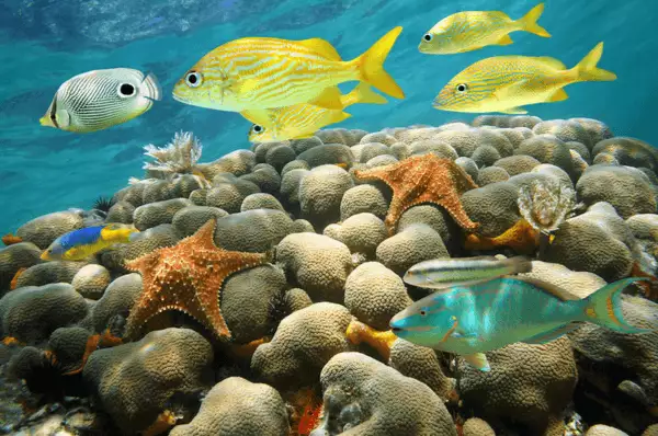 Wundervolle Unterwasserwelt vor Aruba Farbenprächtige Tropenfische und Seesterne bevölkern die Unterwasserwelt vor der ABC-Insel Aruba.