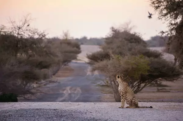Gepard, der der Kamera den Rücken zudreht, sitzt bei Sonnenuntergang auf der Sir Bani Yas Insel