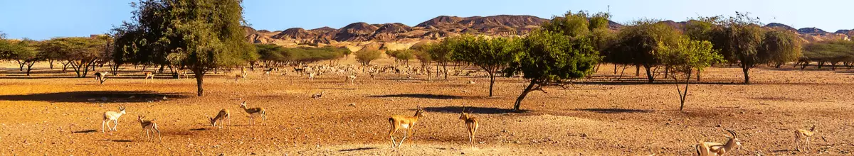 Panoramasicht auf den Safari-Park auf der Insel Sir Bani Yas mit Wanderantilopen