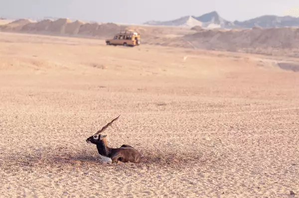 Schlafender Schwarzbock auf der Insel Sir Bani Yas mit einem Jeep im Hintergrund