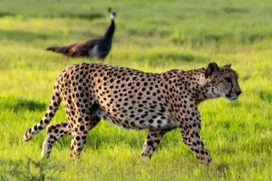 Gepunkteter Gepard auf einer grünen Wiese auf der Insel Sir Bani Yas