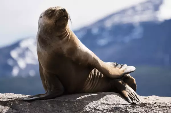 Ein Seelöwe genießt auf einer Felseninsel im Beagle-Kanal die Sonne.