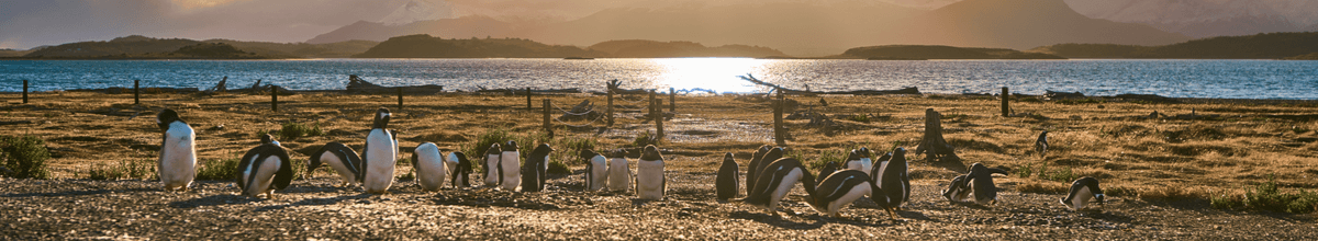 Eine Pinguin-Kolonie auf einer Insel im Beagle-Kanal in der Nähe von Ushuaia, Südamerika.