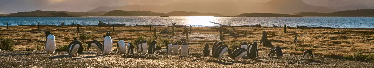 Eine Pinguin-Kolonie auf einer Insel im Beagle-Kanal in der Nähe von Ushuaia, Südamerika.