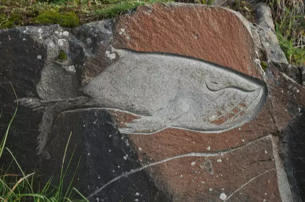 Teil des Kunstprojektes Mensch und Stein - Bild von einem Wal, der in den dunkelgrauen Felsen gehauen wurde, Qaqortoq Grönland.