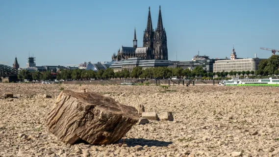 Niedrigwasser auf Rhein Der Rhein ist ungewöhnlich trocken: Ein Baumstumpf liegt am Flussufer und währe ohne Niedrigwasser normalerweise nicht zu sehen.
