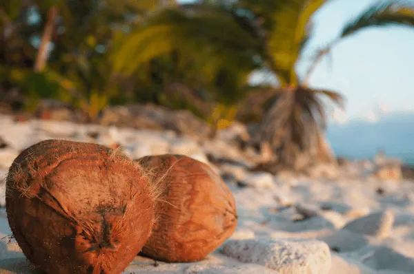 Entspannung am Meer Zwei Kokusnüsse am Strand. Im Hintergrund Sind Palmen und das Meer