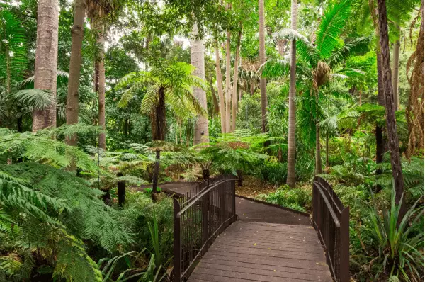 Zwischen den Fahnpflanzen läuft eine braune Holztreppe. Man sieht drum herum nur Pflanzen