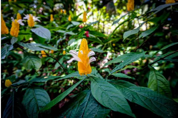 Grüne Pflanzen mit gelber Blüte die in die Höhe ragt