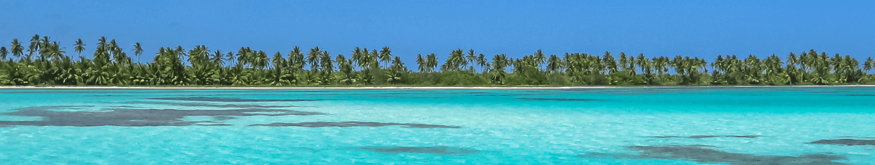 Panoramabild vom Meer im Hintergrund ragen Palmen aus dem Bild