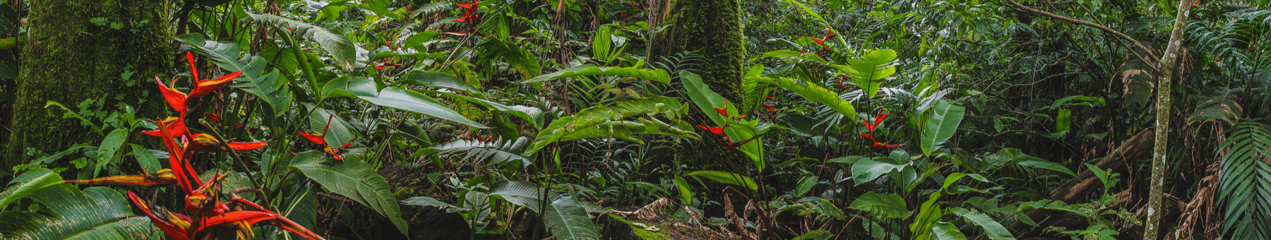 Ansicht unterschiedlicher grüner Pflanzen im Regenwald bei Costa Rica