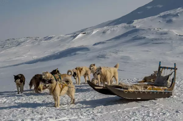 Schlittenhunde Vor einen Schlitten sind 7 Schlittenhunde gespannt. Das ganze findet im Schnee statt und präsentiert die prächtigen Tiere