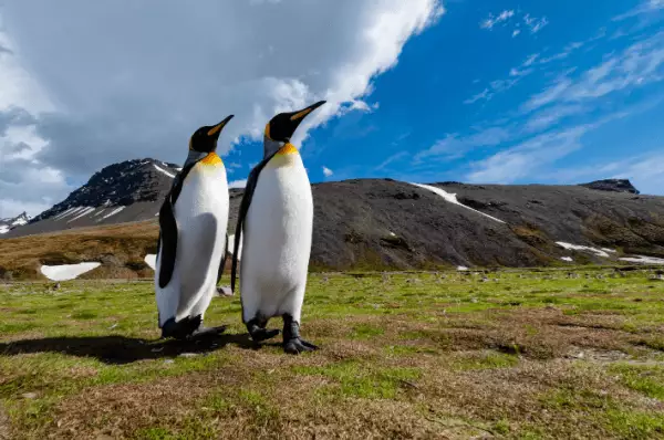 Pinguine auf dem Landgang Zwei Pinguine watscheln glücklich über die Grünfläche vor großen Bergen.