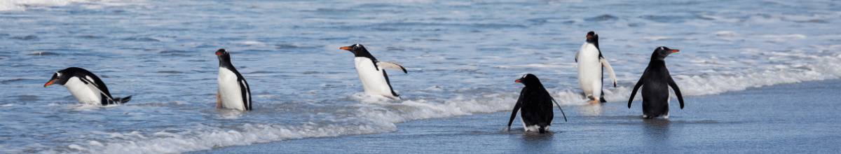 Sie sehen Pinguine auf Stanley am Meer.