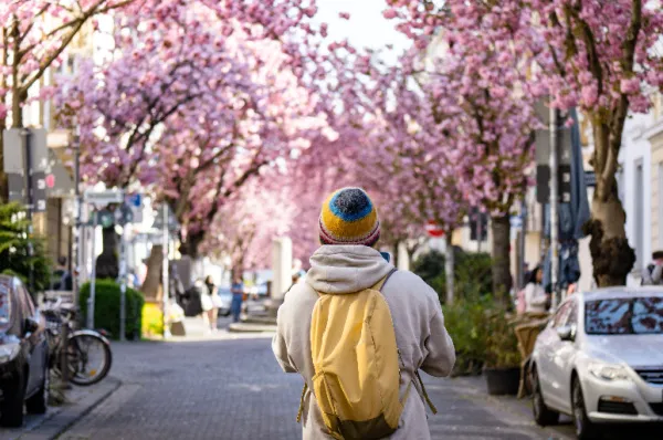Die Altstadt von Bonn Die Bonner Altstadt während der Kirschblüte mit einer Passantin.