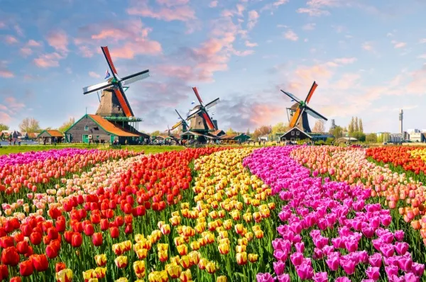 Tulpenkreuzfahrt mit nicko cruises Ein großes Beet mit verschiedenen Tulpen in den Niederlanden mit drei Windmühlen und flauschigen Wolken im Hintergrund.