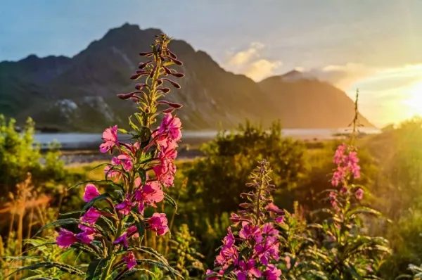 Ein norwegischer Fjord im Sonnenaufgang. Im Hintergrund liegt ein Berg, um Vordergrund blühen verschiedene Blumen.