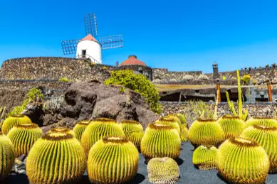 Kakteen und eine Windmühle auf Lanzarote