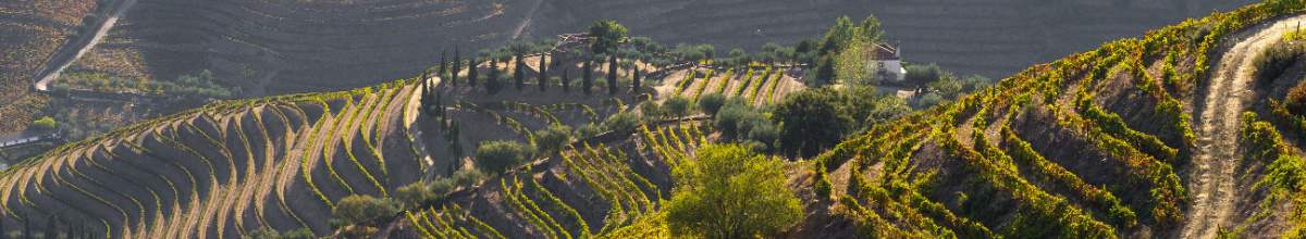 Die Weinberge bestechen im Panoramaausschnitt vom Douro-Tal.