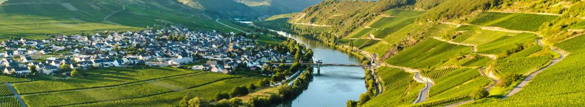 Die Mosel fließt durch die Weinberge.