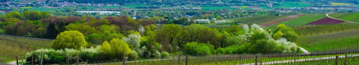 Ausblick über die Weinberge an der Mosel von Remich.