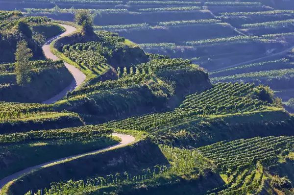 Kaisterstuhl Die Weinberge des Weinanbaugebiets Kaiserstuhl.